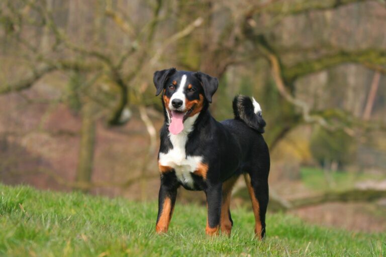 appenzeller sennenhund auf wiese