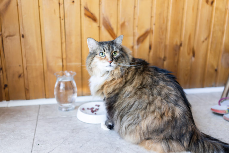 Maine Coon Ernährung Welches Futter Ist Das Beste Zooplusch