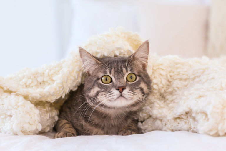 Katze Hat Angst Vor Katzenklappe