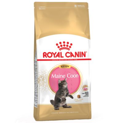Maine Coon Ernährung Welches Futter Ist Das Beste Zooplusch