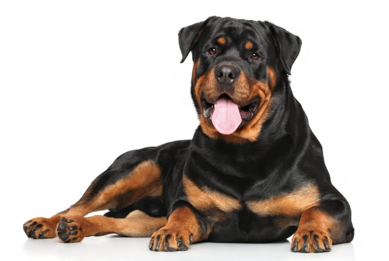 Liegender Rottweiler