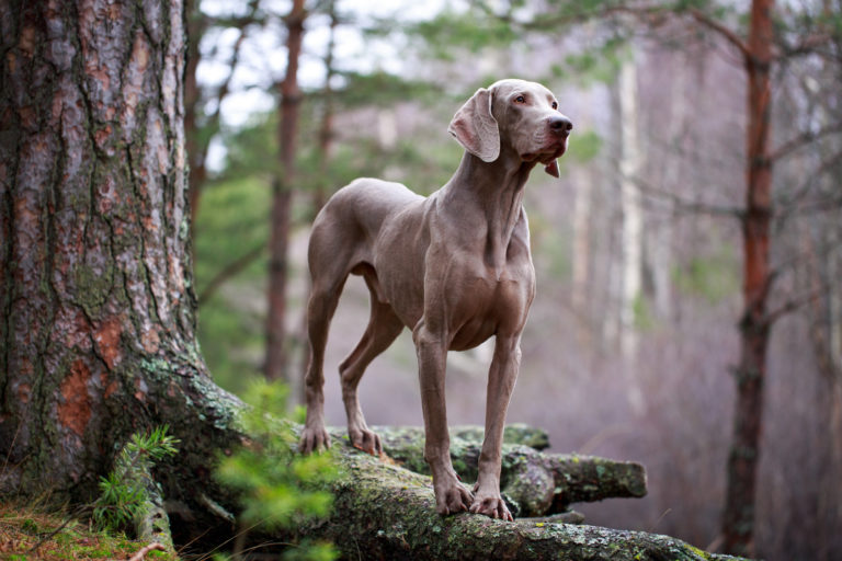 Edler Weimaraner im Wald