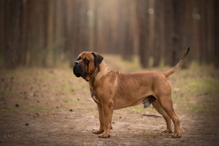 Boerboel