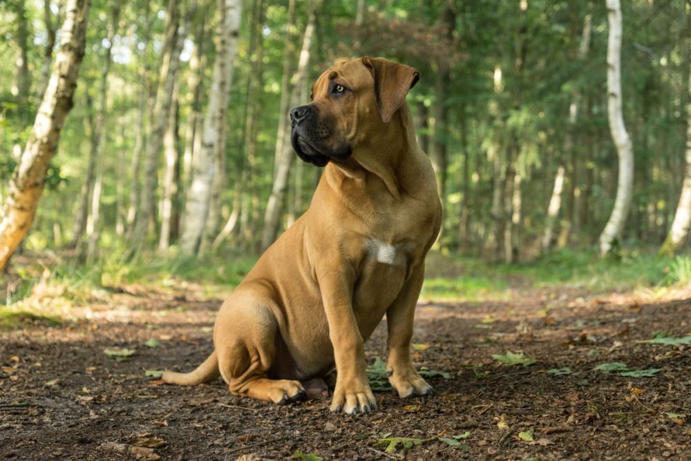 Boerboel Beschäftigung
