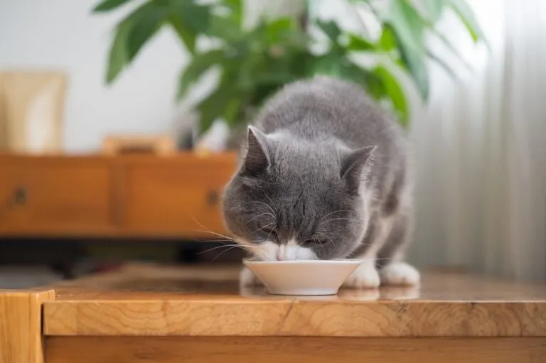 Britisch Kurzhaar Katze frisst aus Futternapf