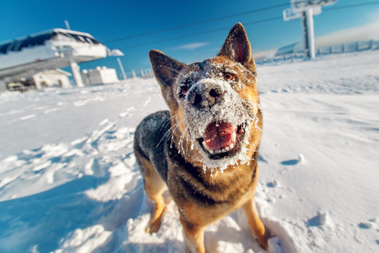 Schäferhund im Schnee