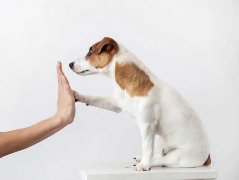 Welpe gibt High Five