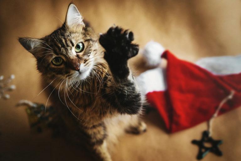 katze weihnachten