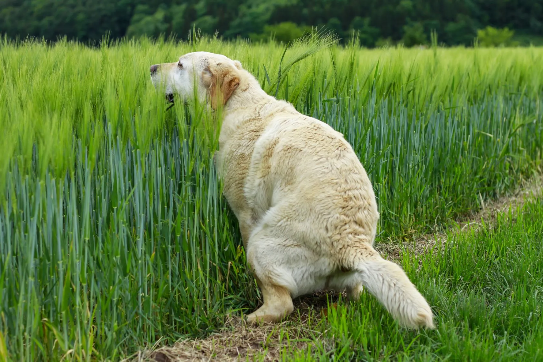 Hund presst Kot aus