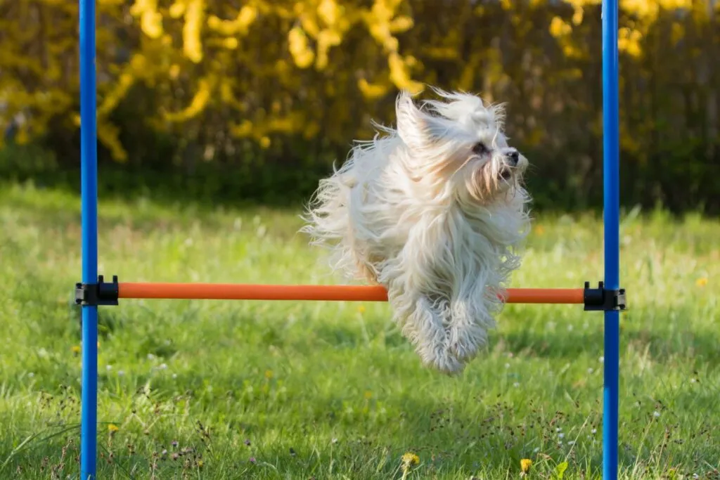 Havaneser beim Agility Training