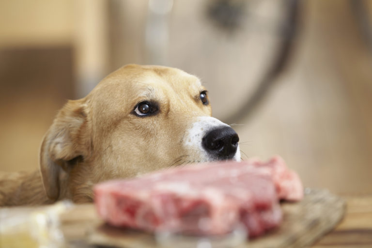 Hund vor einem Stück Fleisch