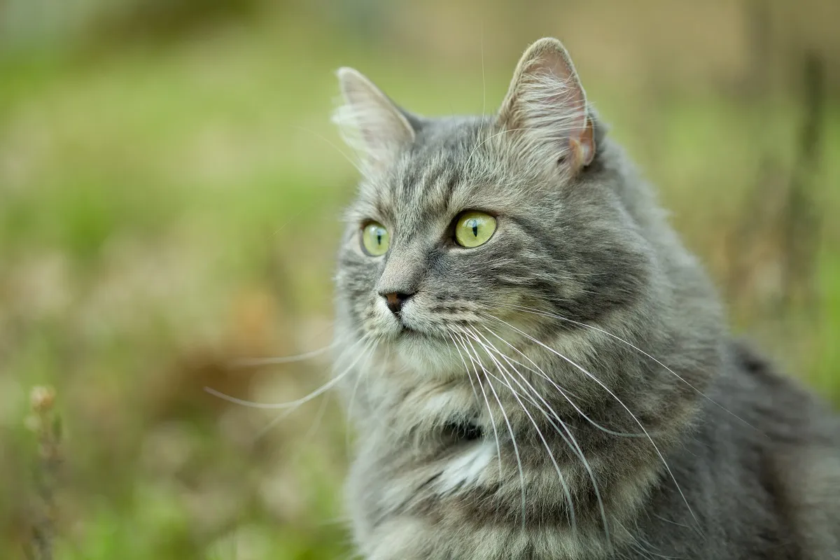 Sibirische Katze im Portr&auml;t