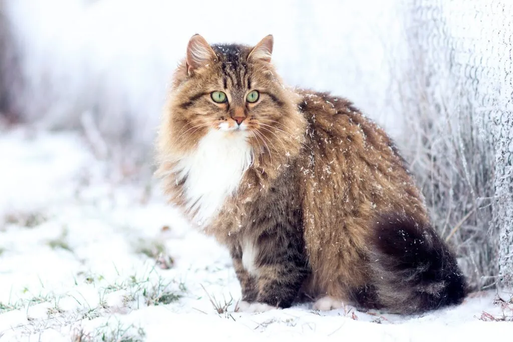 Sibirische Katze im Schnee