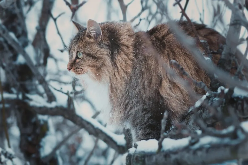 Sibirische Katze im Winter