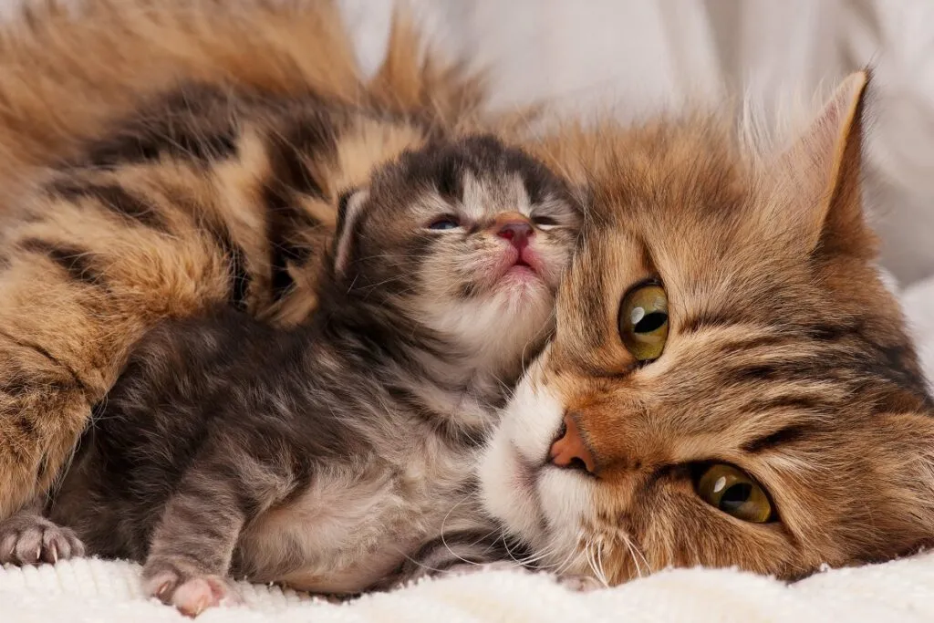 Sibirische Katze mit ihrem Baby
