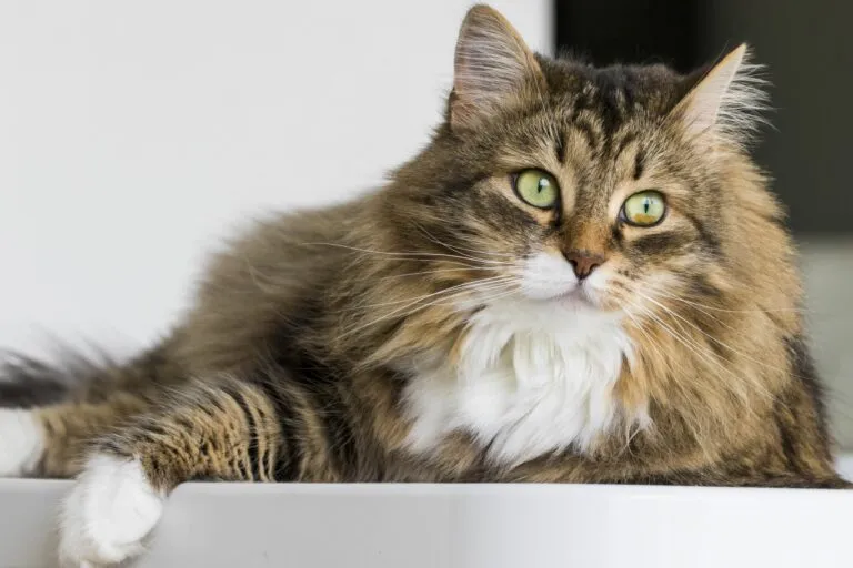 Sibirische Katze