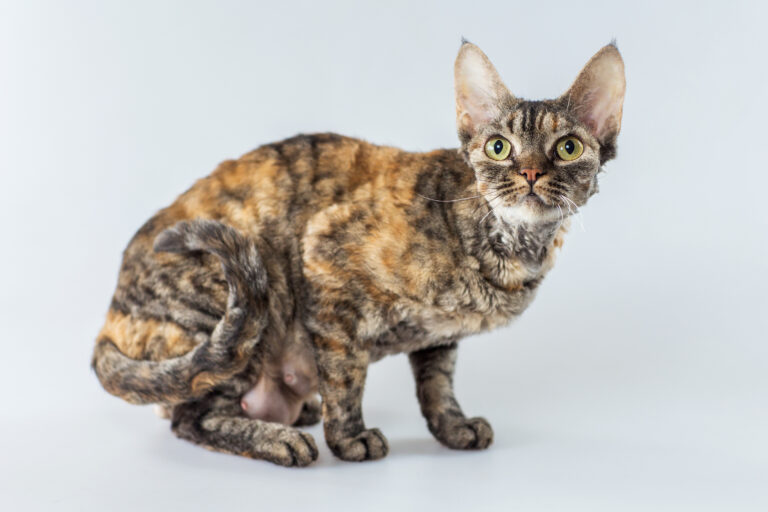 junges Cornish Rex Kätzchen