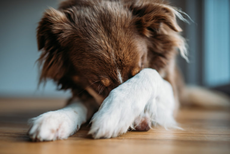 hund angst feuerwerk