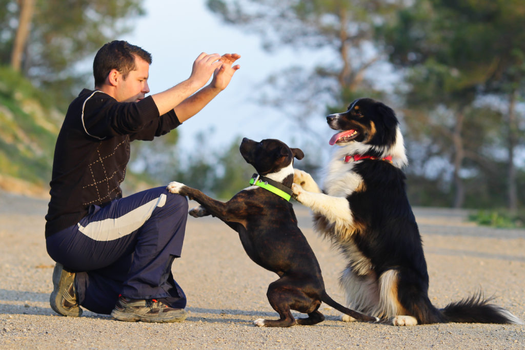 Ynkelig Ligner kimplante Die 10 beliebtesten Hundetricks - Hundeerziehung | zooplus.ch