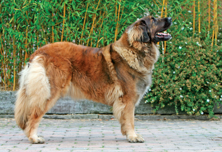 Leonberger von der Seite