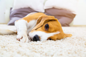Verstopfung beim Hund: Was hilft Ihrem Vierbeiner?