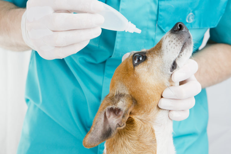 Hund mit Bindehautentzündung beim Arzt