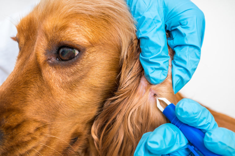 Zecken entfernen beim Cocker Spaniel