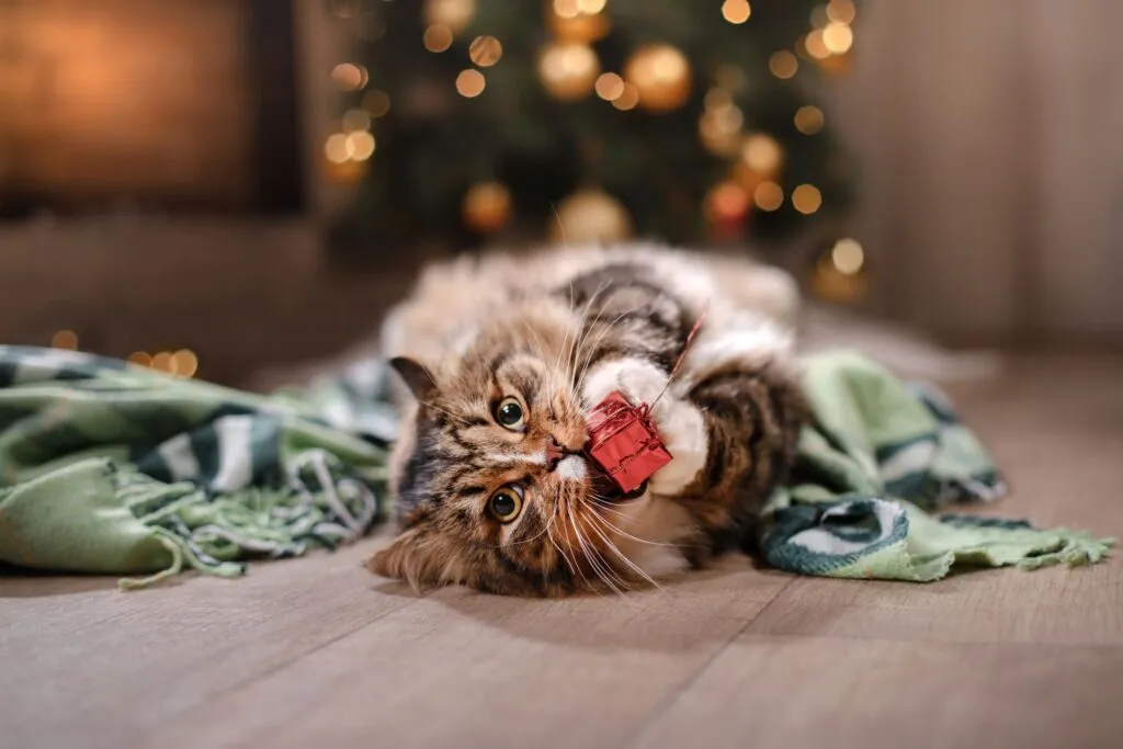 Katze spielt mit Weihnachtsgeschenk