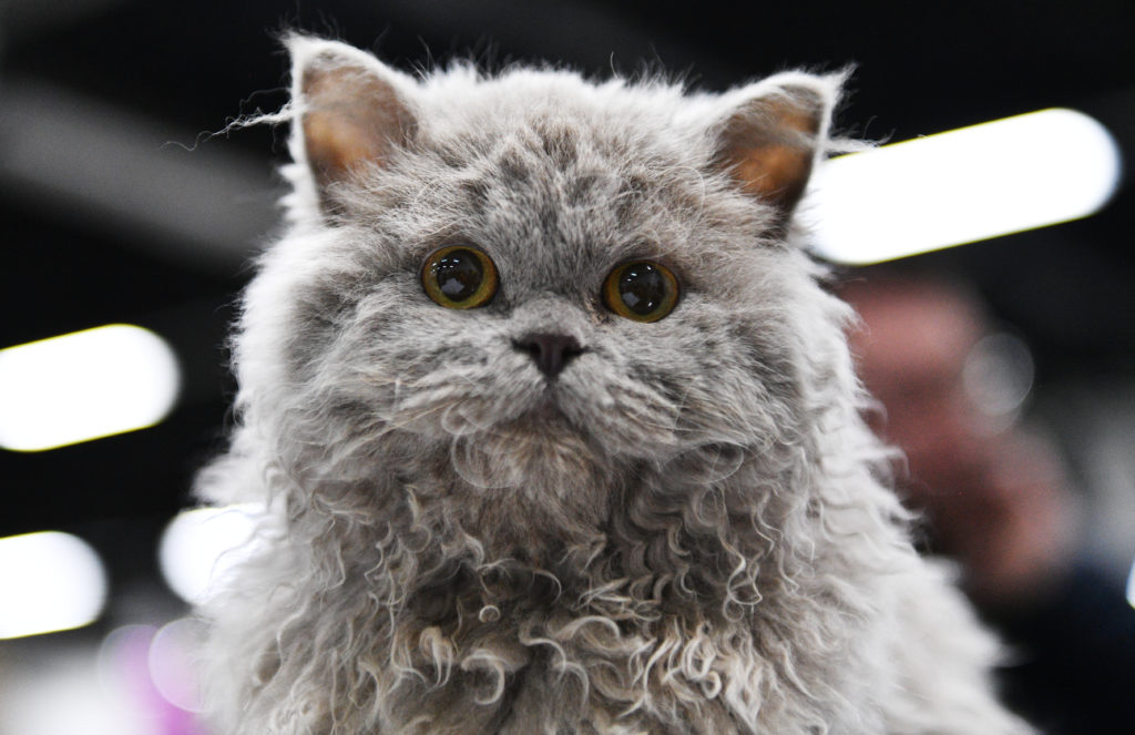 Selkirk Rex katze