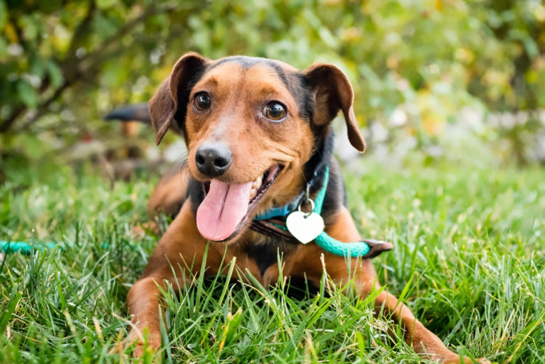 Glücklicher Hund im Gras