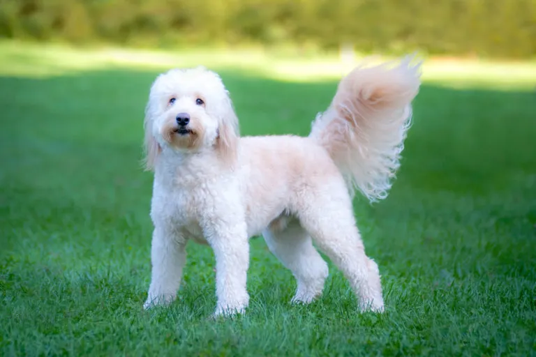 golden doodle im gras