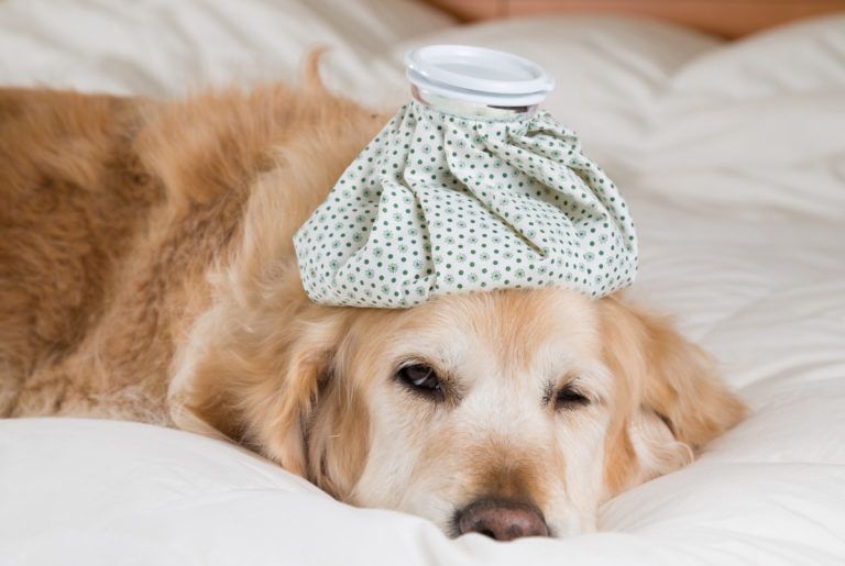 Hund mit Eisbeutel auf Kopf