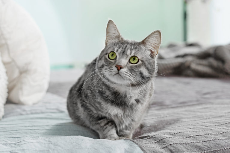 graue katze auf grauem bett guckt unschuldig nach oben