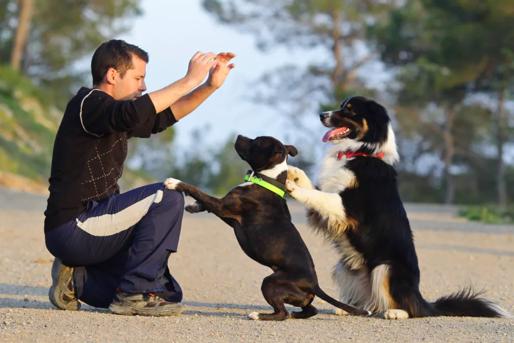 Hundetrainer mit zwei Hunde