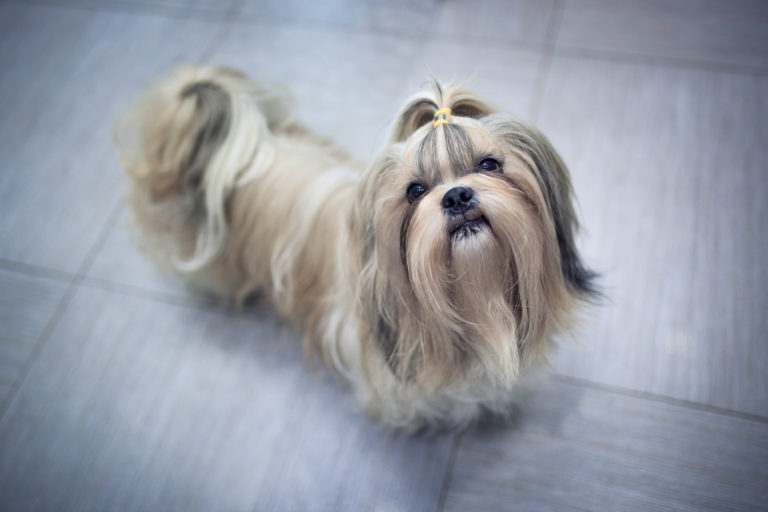 Shih Tzu Hund