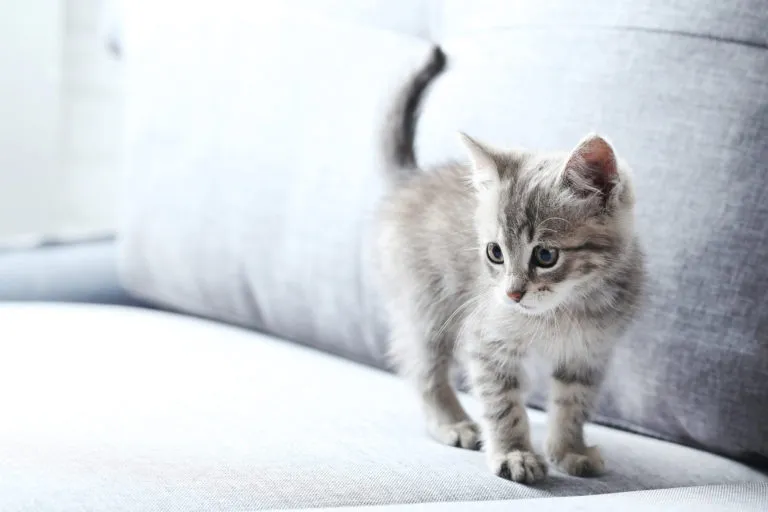 graues kitten auf grauer couch