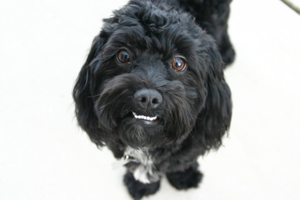 schwarz maltipoo schwarzer maltipoo