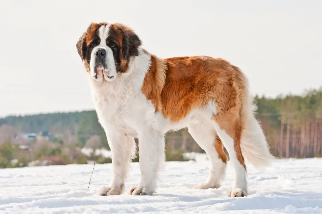 Ein erwachsener St. Bernhardshund steht im Schnee