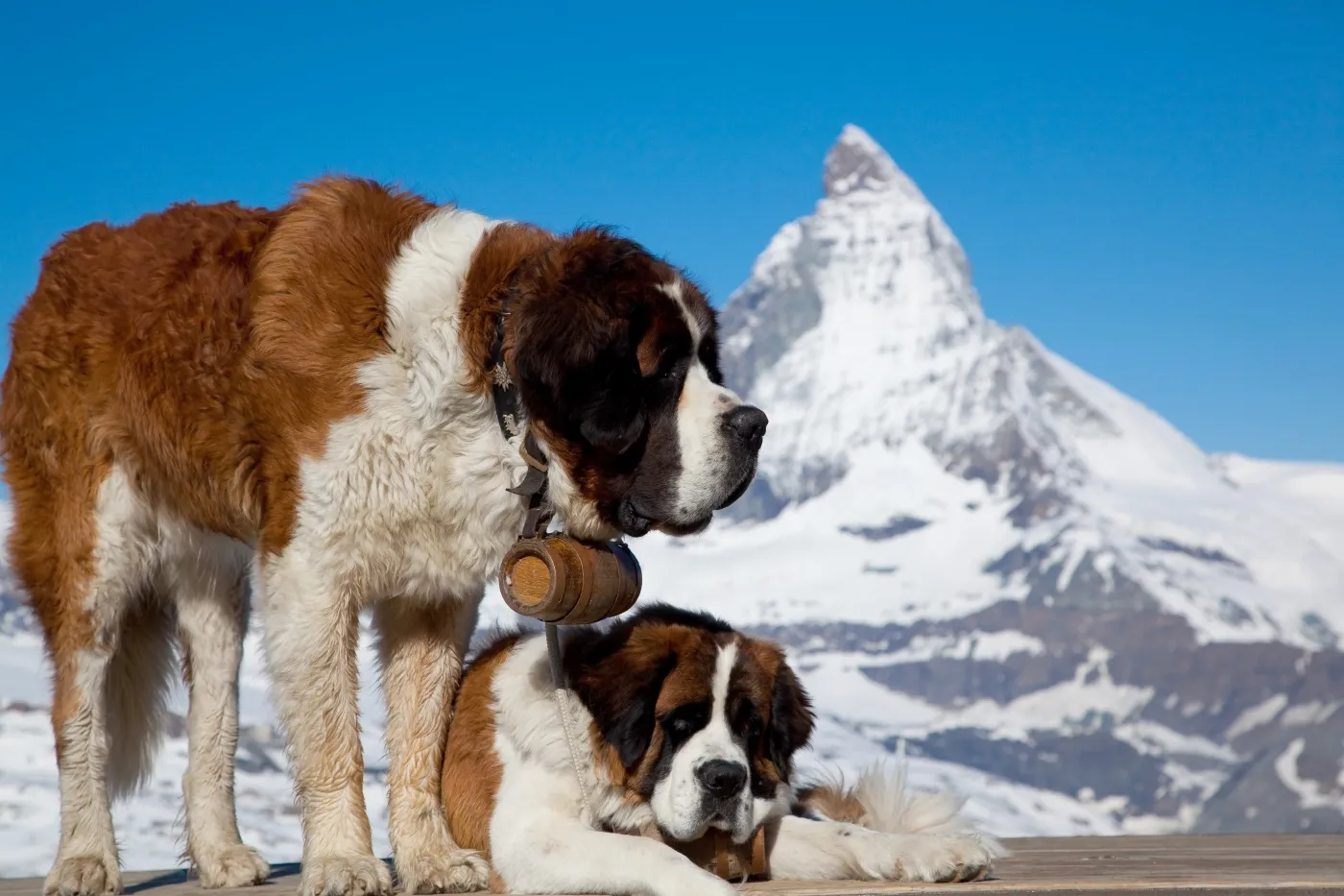 Zwei Bernhardiner befinden sich vor einem schneebedeckten Berggipfel