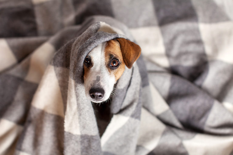 Hund in Decke gehüllt