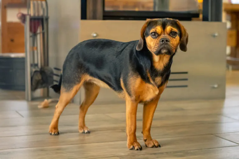 Puggle in der Wohnung