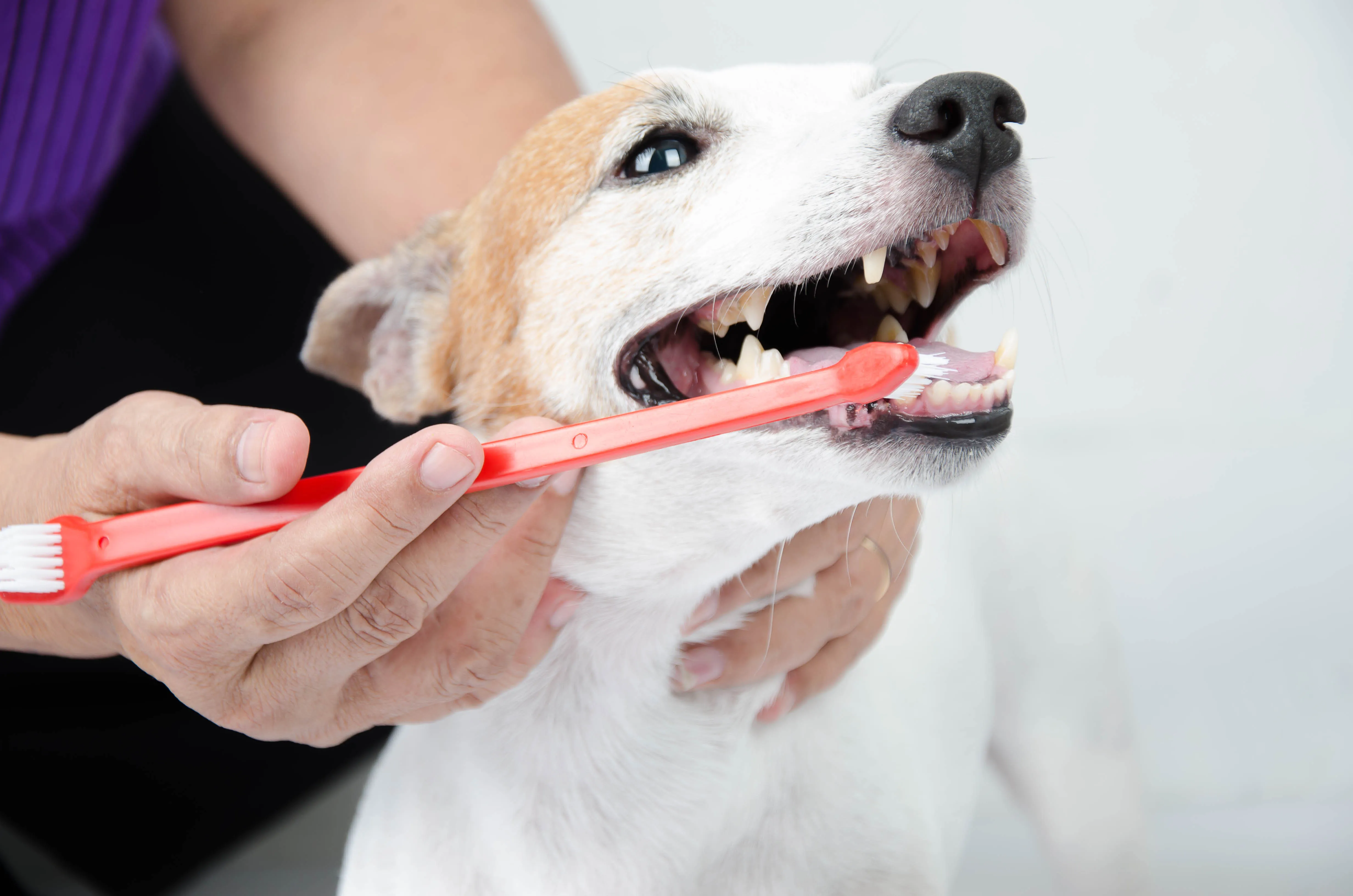 zahnstein beim hund entfernen zahnstein beim hund entfernen