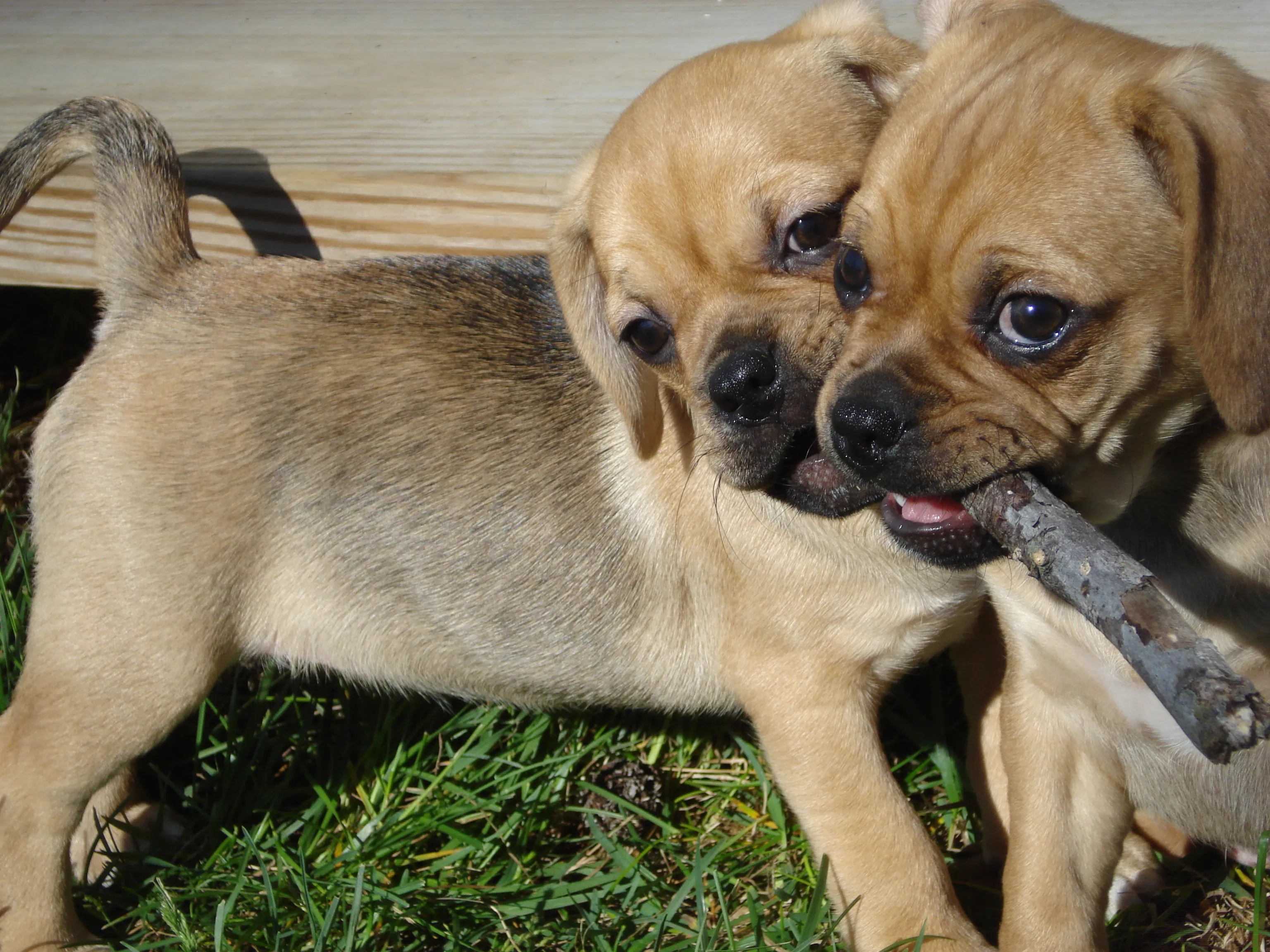 puggle welpen