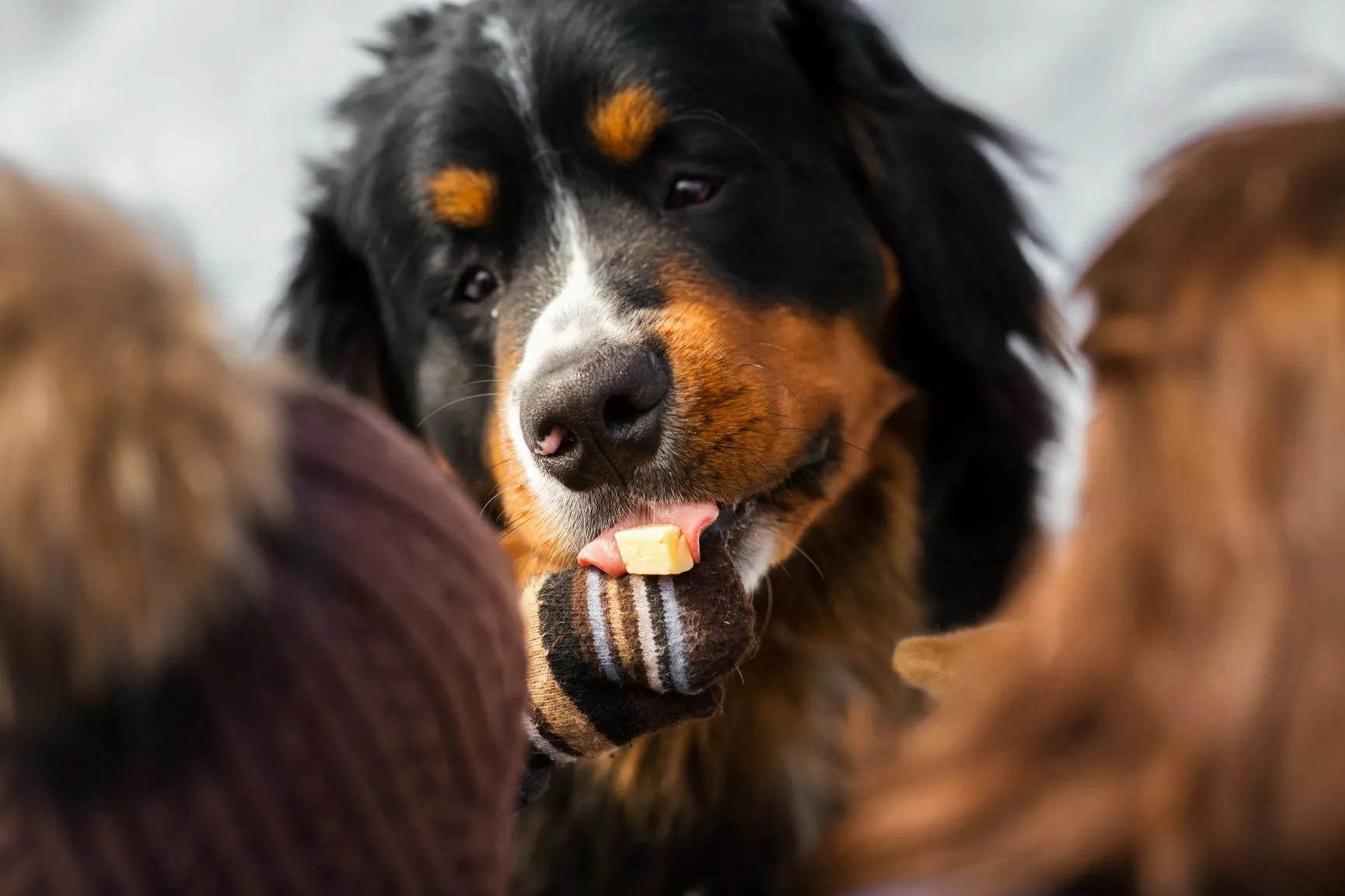 Familienhund Berner Sennenhund
