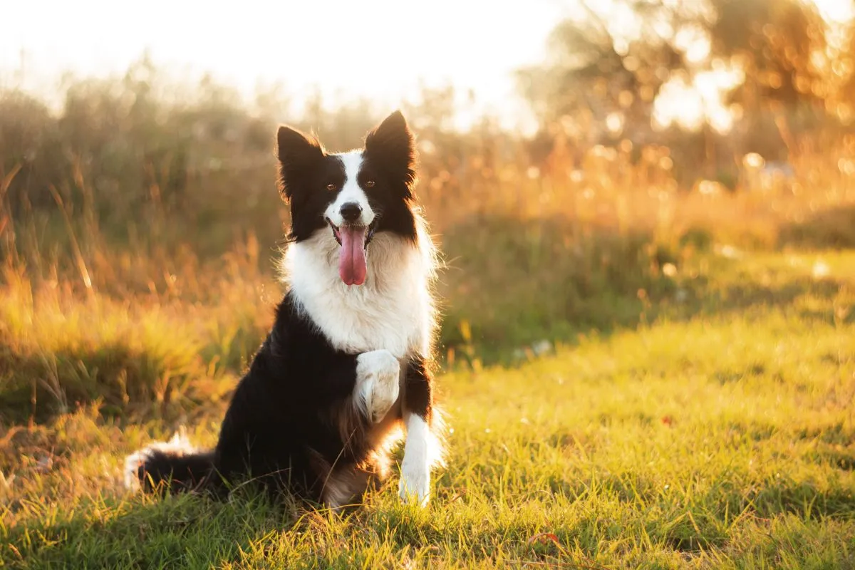Familienhund Border Collie