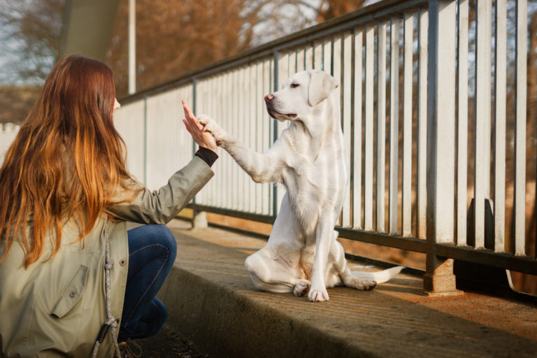 weisser labrador retriever gibt high five