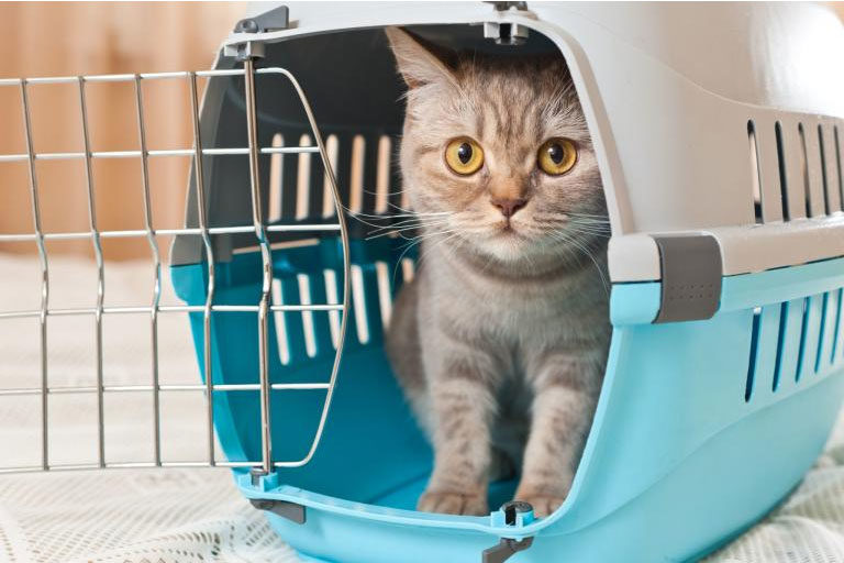 Kreuzfahrt mit Katze Kreuzfahrt mit Katze