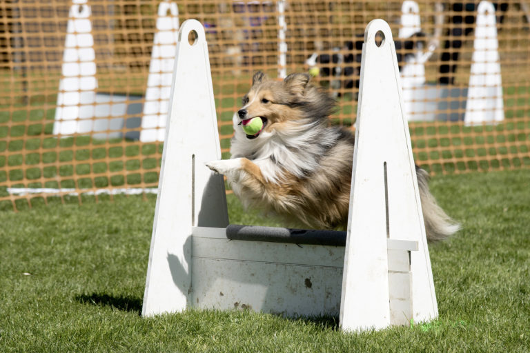 sheltie bei flyball wettbewerb mit ball im maul