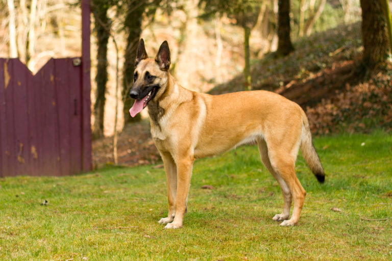 Belgischer Schäferhund steht im Gras