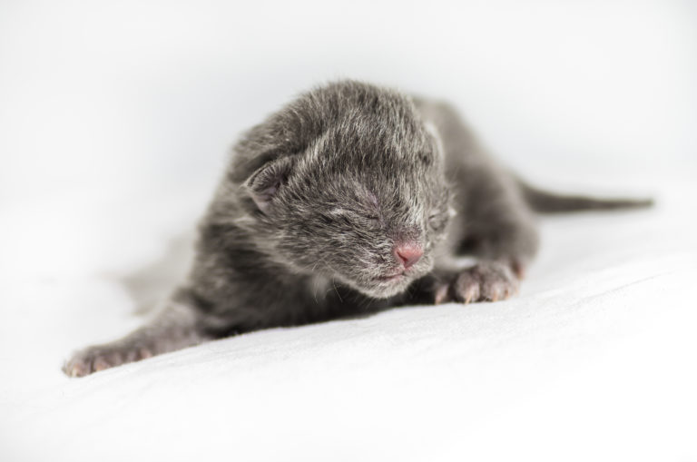 Frisch geborenes kitten mit Augen zu